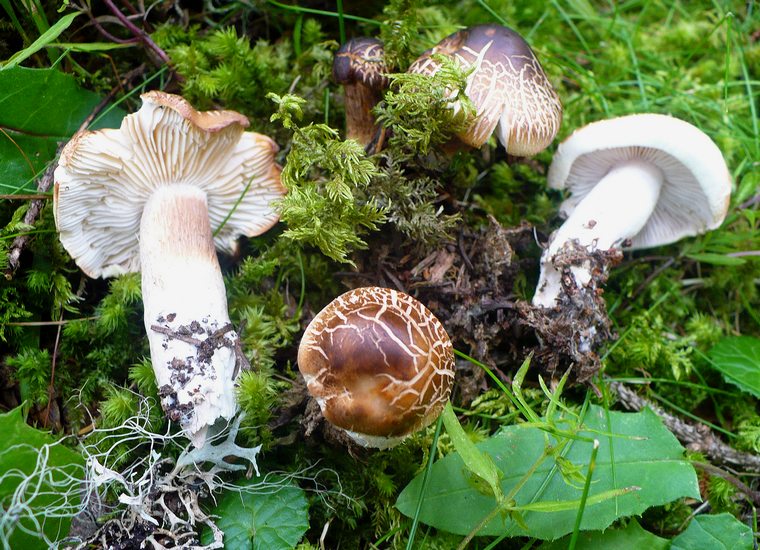 Tricholoma montanaro